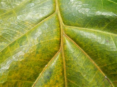 Talisay Terminalia catappa L. Tropical Diamond Lan ren shu Terminalia catappa  Camote slices in Poblacion, Baliuag, Bulacan Timeline of the 2020 coronavirus pandemic in the Philippines  2020 coronavir
