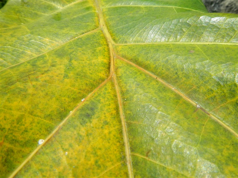 Talisay Terminalia catappa L. Tropical Diamond Lan ren shu Terminalia catappa  Camote slices in Poblacion, Baliuag, Bulacan Timeline of the 2020 coronavirus pandemic in the Philippines  2020 coronavir