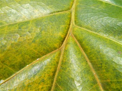 Talisay Terminalia catappa L. Tropical Diamond Lan ren shu Terminalia catappa  Camote slices in Poblacion, Baliuag, Bulacan Timeline of the 2020 coronavirus pandemic in the Philippines  2020 coronavir