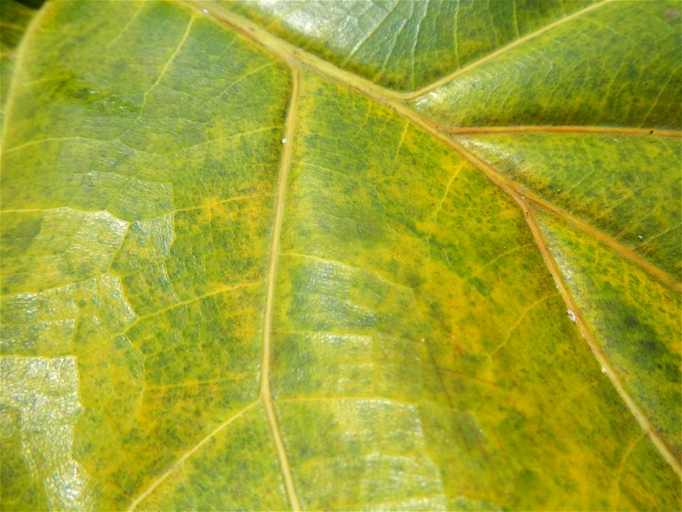 Talisay Terminalia catappa L. Tropical Diamond Lan ren shu Terminalia catappa  Camote slices in Poblacion, Baliuag, Bulacan Timeline of the 2020 coronavirus pandemic in the Philippines  2020 coronavir