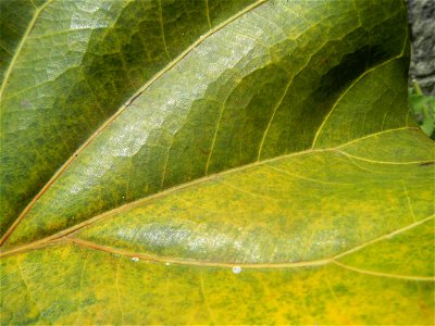 Talisay Terminalia catappa L. Tropical Diamond Lan ren shu Terminalia catappa  Camote slices in Poblacion, Baliuag, Bulacan Timeline of the 2020 coronavirus pandemic in the Philippines  2020 coronavir