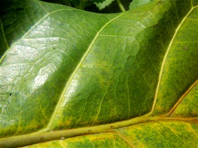 Talisay Terminalia catappa L. Tropical Diamond Lan ren shu Terminalia catappa  Camote slices in Poblacion, Baliuag, Bulacan Timeline of the 2020 coronavirus pandemic in the Philippines  2020 coronavir