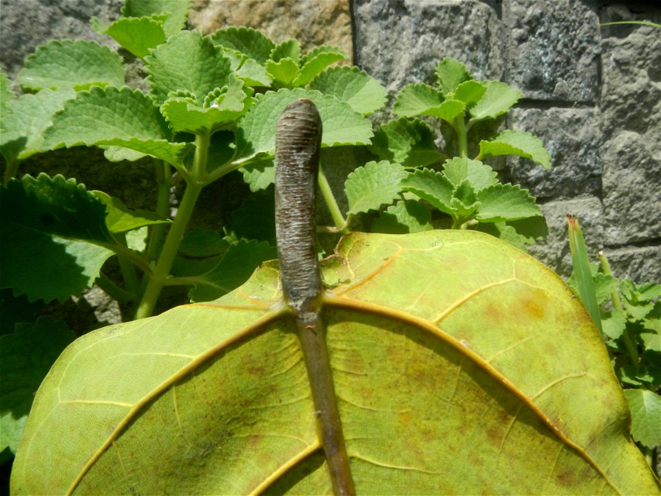 Talisay Terminalia catappa L. Tropical Diamond Lan ren shu Terminalia catappa  Camote slices in Poblacion, Baliuag, Bulacan Timeline of the 2020 coronavirus pandemic in the Philippines  2020 coronavir