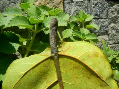 Talisay Terminalia catappa L. Tropical Diamond Lan ren shu Terminalia catappa  Camote slices in Poblacion, Baliuag, Bulacan Timeline of the 2020 coronavirus pandemic in the Philippines  2020 coronavir