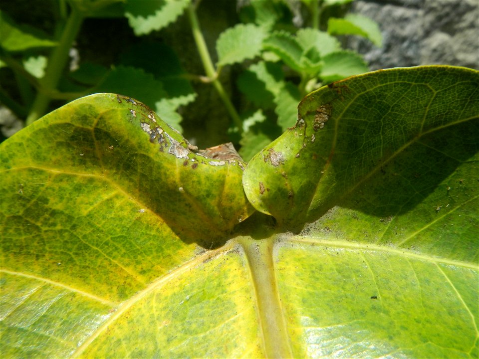 Talisay Terminalia catappa L. Tropical Diamond Lan ren shu Terminalia catappa  Camote slices in Poblacion, Baliuag, Bulacan Timeline of the 2020 coronavirus pandemic in the Philippines  2020 coronavir