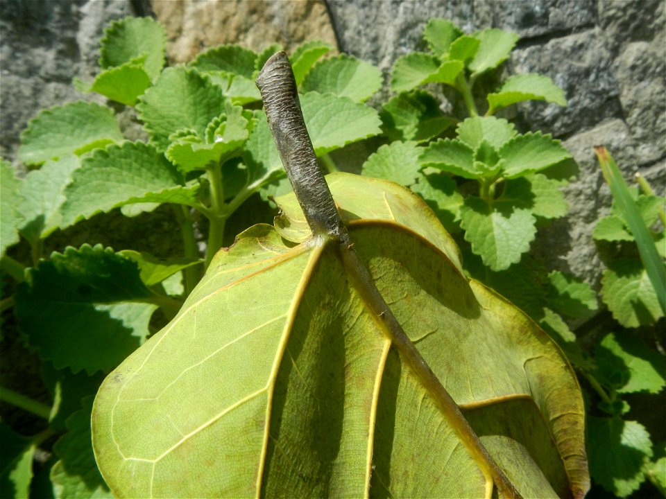 Talisay Terminalia catappa L. Tropical Diamond Lan ren shu Terminalia catappa  Camote slices in Poblacion, Baliuag, Bulacan Timeline of the 2020 coronavirus pandemic in the Philippines  2020 coronavir