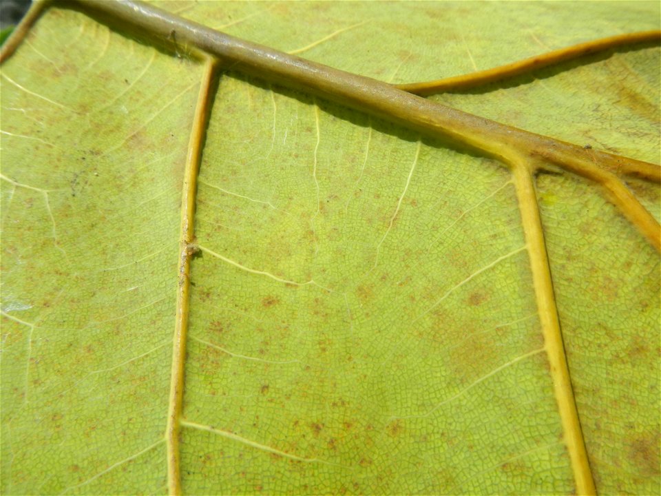 Talisay Terminalia catappa L. Tropical Diamond Lan ren shu Terminalia catappa  Camote slices in Poblacion, Baliuag, Bulacan Timeline of the 2020 coronavirus pandemic in the Philippines  2020 coronavir