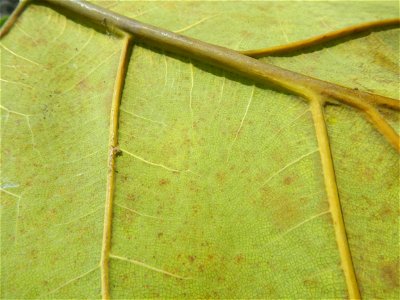 Talisay Terminalia catappa L. Tropical Diamond Lan ren shu Terminalia catappa  Camote slices in Poblacion, Baliuag, Bulacan Timeline of the 2020 coronavirus pandemic in the Philippines  2020 coronavir