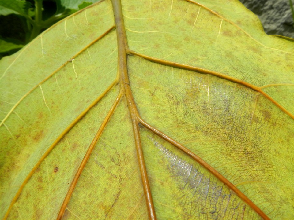 Talisay Terminalia catappa L. Tropical Diamond Lan ren shu Terminalia catappa  Camote slices in Poblacion, Baliuag, Bulacan Timeline of the 2020 coronavirus pandemic in the Philippines  2020 coronavir