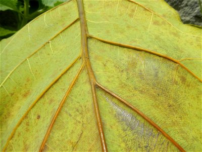 Talisay Terminalia catappa L. Tropical Diamond Lan ren shu Terminalia catappa  Camote slices in Poblacion, Baliuag, Bulacan Timeline of the 2020 coronavirus pandemic in the Philippines  2020 coronavir