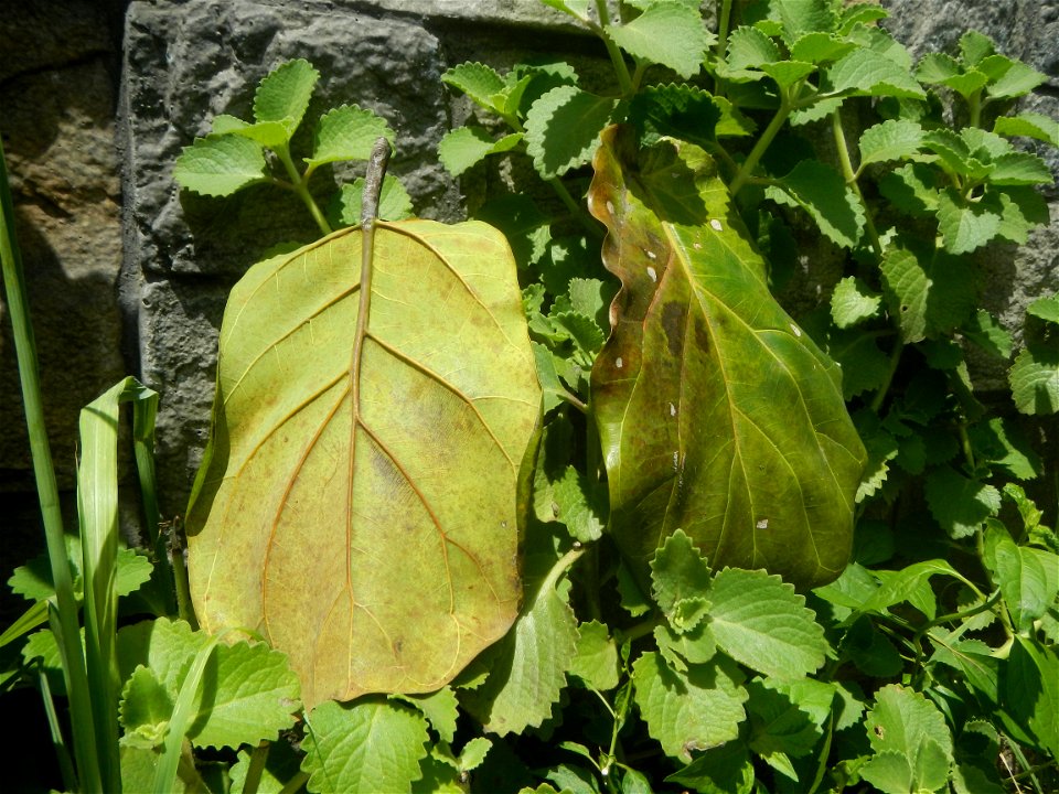 Talisay Terminalia catappa L. Tropical Diamond Lan ren shu Terminalia catappa  Camote slices in Poblacion, Baliuag, Bulacan Timeline of the 2020 coronavirus pandemic in the Philippines  2020 coronavir