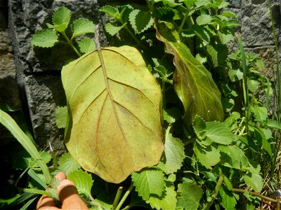 Talisay Terminalia catappa L. Tropical Diamond Lan ren shu Terminalia catappa  Camote slices in Poblacion, Baliuag, Bulacan Timeline of the 2020 coronavirus pandemic in the Philippines  2020 coronavir
