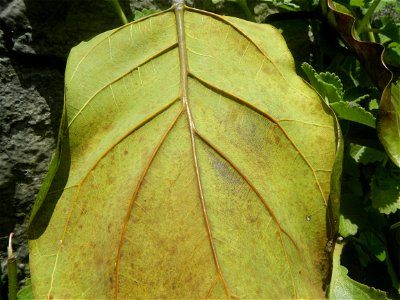 Talisay Terminalia catappa L. Tropical Diamond Lan ren shu Terminalia catappa  Camote slices in Poblacion, Baliuag, Bulacan Timeline of the 2020 coronavirus pandemic in the Philippines  2020 coronavir
