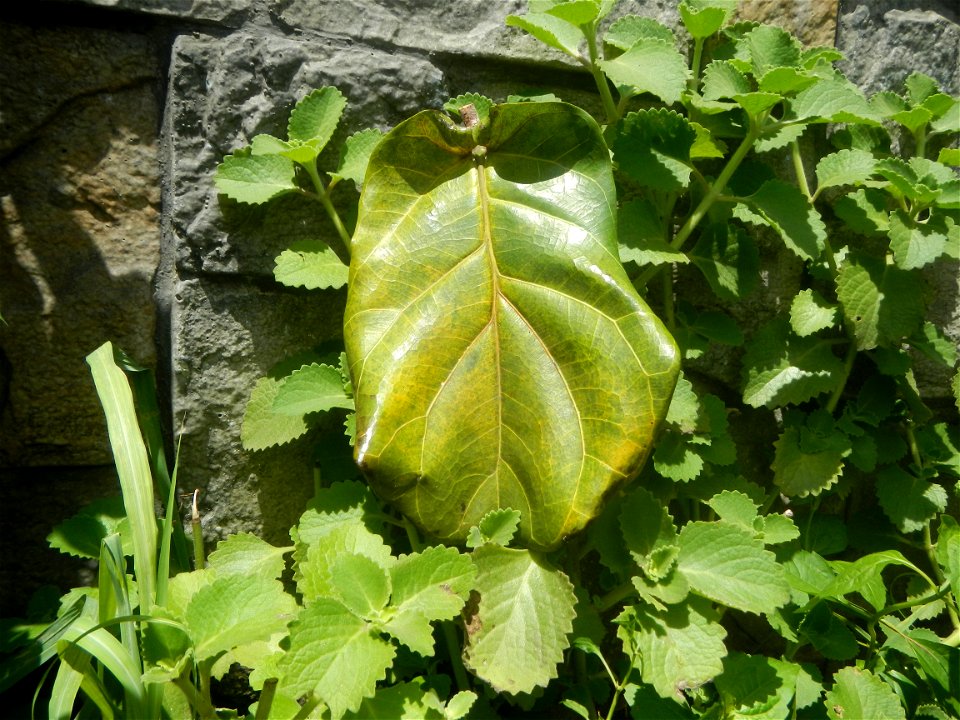 Talisay Terminalia catappa L. Tropical Diamond Lan ren shu Terminalia catappa  Camote slices in Poblacion, Baliuag, Bulacan Timeline of the 2020 coronavirus pandemic in the Philippines  2020 coronavir
