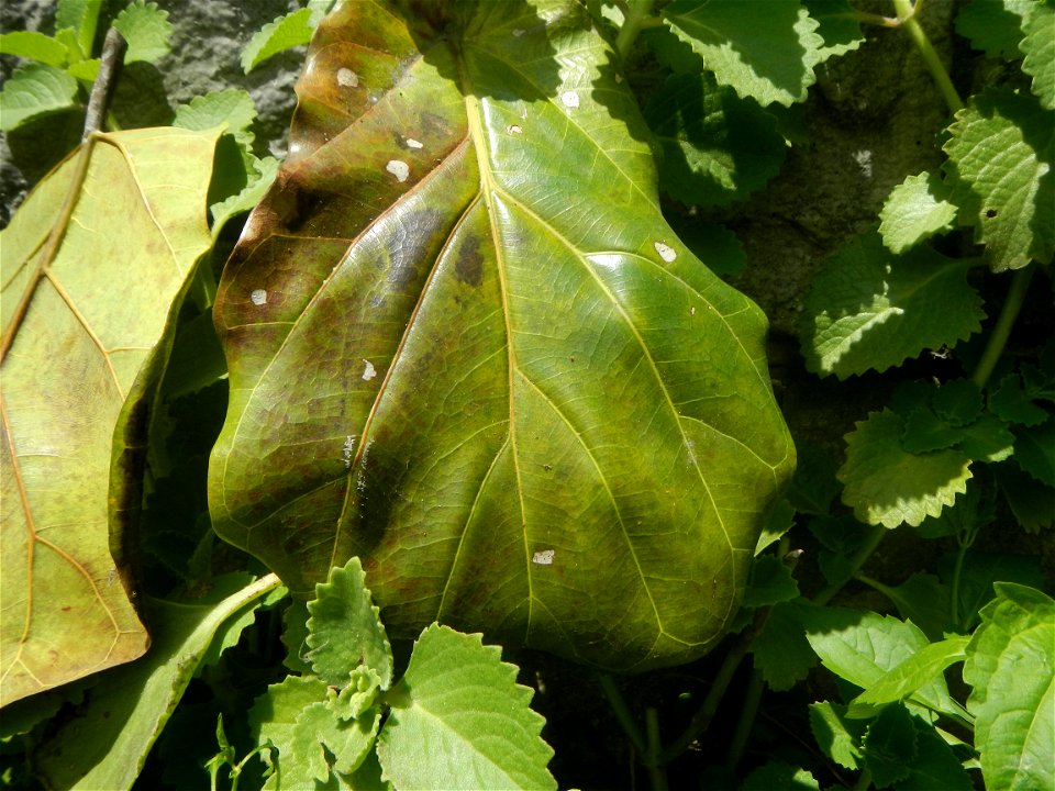 Talisay Terminalia catappa L. Tropical Diamond Lan ren shu Terminalia catappa  Camote slices in Poblacion, Baliuag, Bulacan Timeline of the 2020 coronavirus pandemic in the Philippines  2020 coronavir