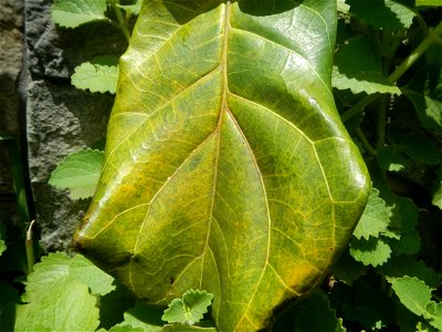 Talisay Terminalia catappa L. Tropical Diamond Lan ren shu Terminalia catappa  Camote slices in Poblacion, Baliuag, Bulacan Timeline of the 2020 coronavirus pandemic in the Philippines  2020 coronavir
