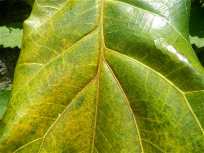 Talisay Terminalia catappa L. Tropical Diamond Lan ren shu Terminalia catappa  Camote slices in Poblacion, Baliuag, Bulacan Timeline of the 2020 coronavirus pandemic in the Philippines  2020 coronavir