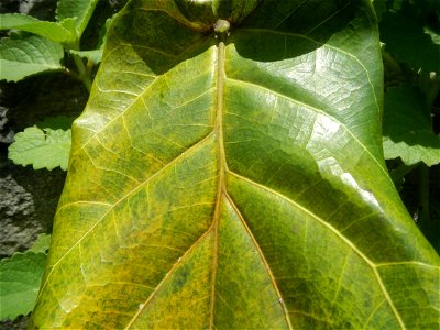 Talisay Terminalia catappa L. Tropical Diamond Lan ren shu Terminalia catappa  Camote slices in Poblacion, Baliuag, Bulacan Timeline of the 2020 coronavirus pandemic in the Philippines  2020 coronavir