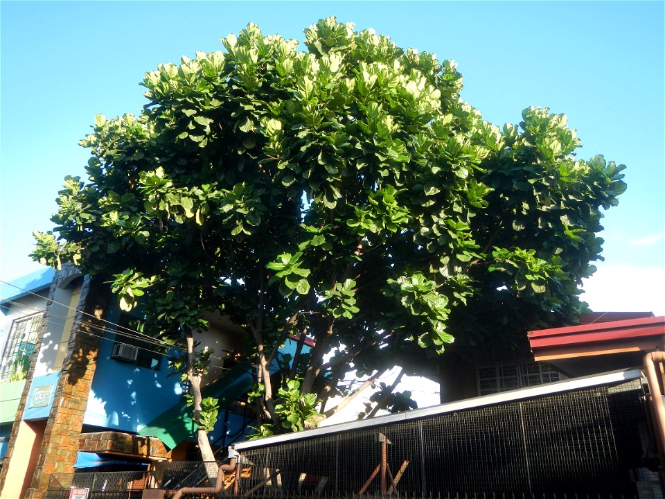 Poblacion, Baliuag, Bulacan in during Timeline of the 2020 coronavirus pandemic in the Philippines  2020 coronavirus pandemic in the Philippines Bayanihan to Heal as One Act (RA 11469) Bayanihan Act o