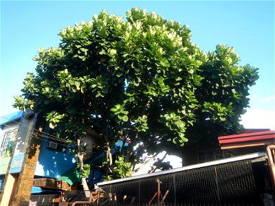 Poblacion, Baliuag, Bulacan in during Timeline of the 2020 coronavirus pandemic in the Philippines  2020 coronavirus pandemic in the Philippines Bayanihan to Heal as One Act (RA 11469) Bayanihan Act o