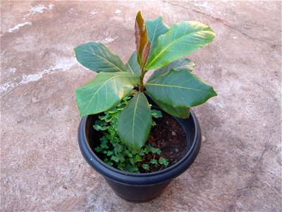 A Terminalia catappa in a vase as a decorative plant.