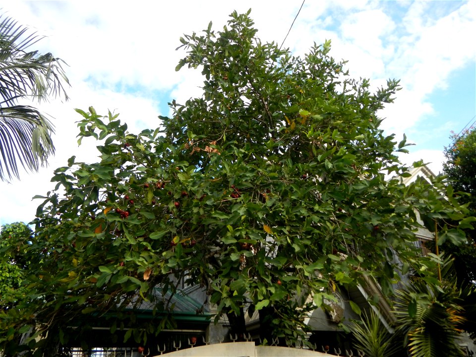 Saint John the Baptist Catholic School in Washington street, entering Barangay Sucol beside Poblacion and Caniogan, Calumpit,  Calumpit, Bulacan  Syzygium samarangense Wax apples Tamarindus indica, Ba