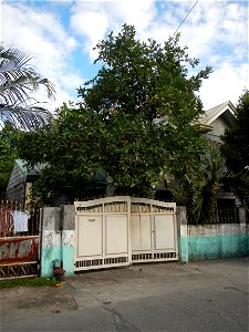 Saint John the Baptist Catholic School in Washington street, entering Barangay Sucol beside Poblacion and Caniogan, Calumpit, Calumpit, Bulacan Syzygium samarangense Wax apples Tamarindus indica, Ba photo