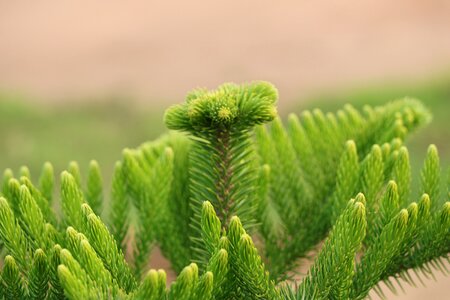 Zoom plant leaves