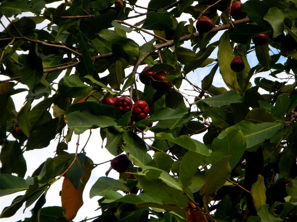 Saint John the Baptist Catholic School in Washington street, entering Barangay Sucol beside Poblacion and Caniogan, Calumpit,  Calumpit, Bulacan  Syzygium samarangense Wax apples Tamarindus indica, Ba