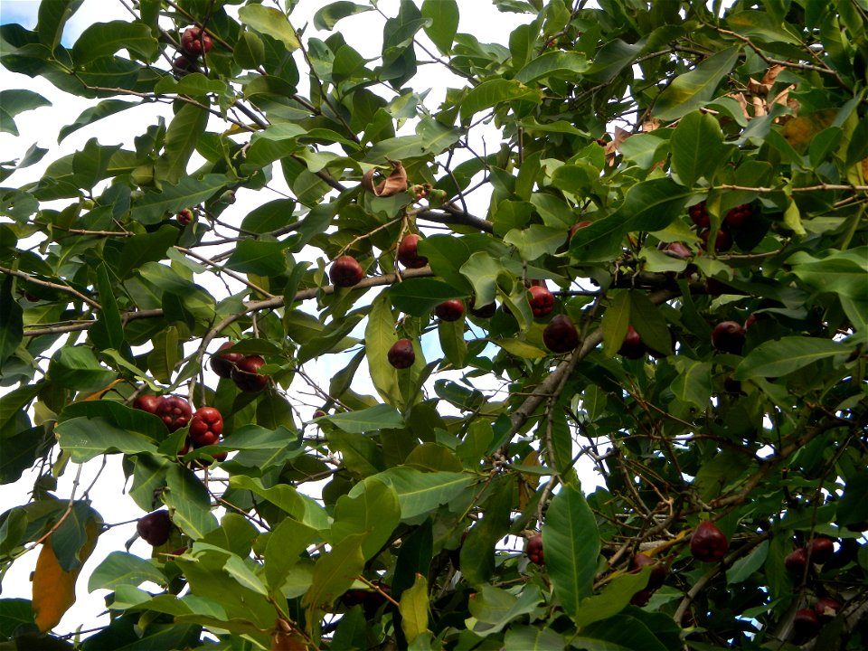 Saint John the Baptist Catholic School in Washington street, entering Barangay Sucol beside Poblacion and Caniogan, Calumpit,  Calumpit, Bulacan  Syzygium samarangense Wax apples Tamarindus indica, Ba