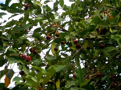 Saint John the Baptist Catholic School in Washington street, entering Barangay Sucol beside Poblacion and Caniogan, Calumpit,  Calumpit, Bulacan  Syzygium samarangense Wax apples Tamarindus indica, Ba