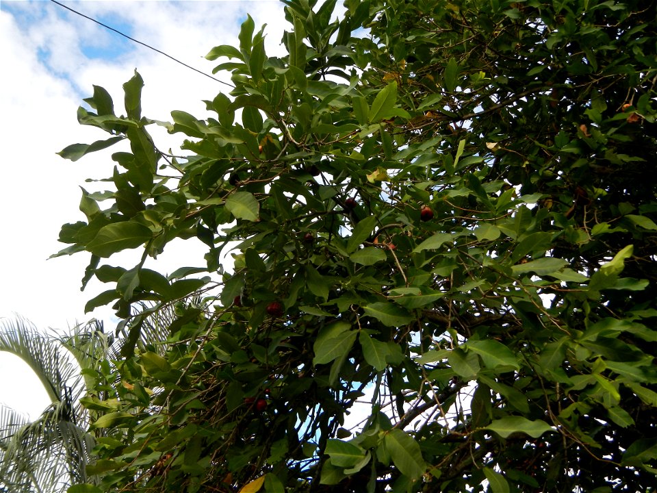 Saint John the Baptist Catholic School in Washington street, entering Barangay Sucol beside Poblacion and Caniogan, Calumpit,  Calumpit, Bulacan  Syzygium samarangense Wax apples Tamarindus indica, Ba