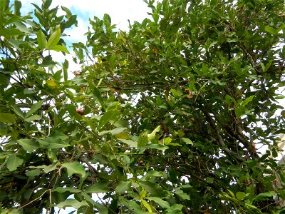 Saint John the Baptist Catholic School in Washington street, entering Barangay Sucol beside Poblacion and Caniogan, Calumpit,  Calumpit, Bulacan  Syzygium samarangense Wax apples Tamarindus indica, Ba