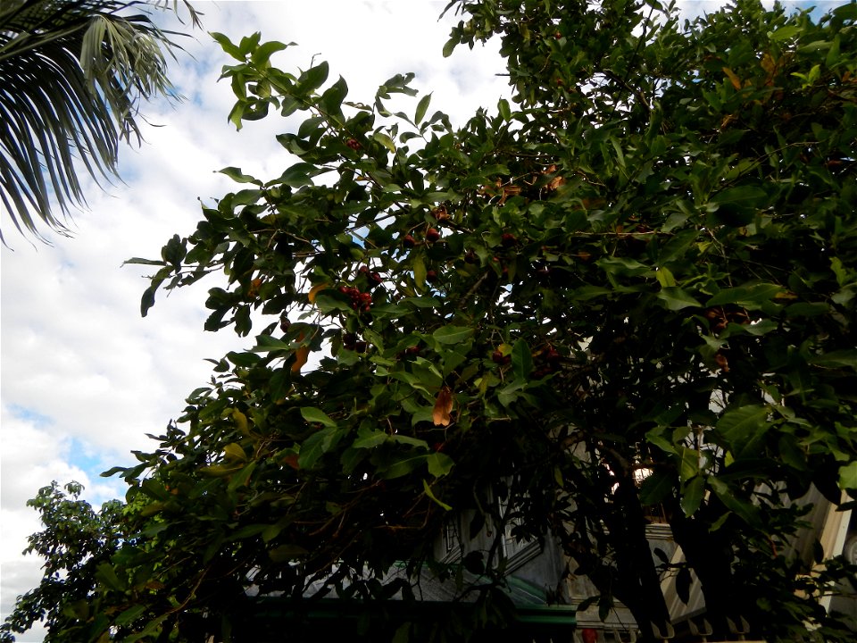 Saint John the Baptist Catholic School in Washington street, entering Barangay Sucol beside Poblacion and Caniogan, Calumpit,  Calumpit, Bulacan  Syzygium samarangense Wax apples Tamarindus indica, Ba