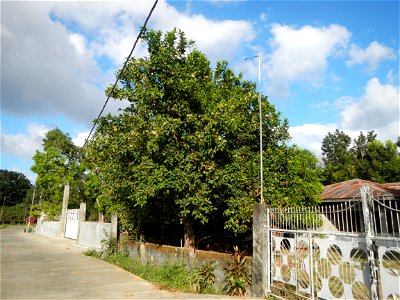 Syzygium samarangense in  Barangays  Diliman I, and Diliman II, San Rafael, Bulacan Province along the Gulod, Maguinao-Diliman I-Diliman II, San Rafael, Bulacan Farm to Market Road.