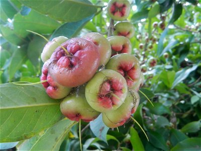 Close-up photographs of Makopa in the Philippines