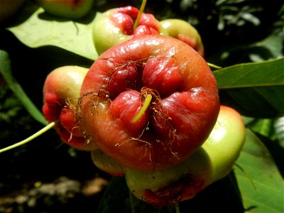Close-up photographs of Makopa in the Philippines