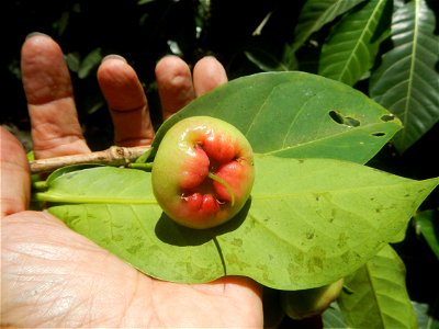 Close-up photographs of Makopa in the Philippines