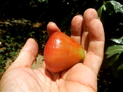 Close-up photographs of Makopa in the Philippines