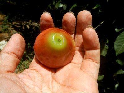 Close-up photographs of Makopa in the Philippines