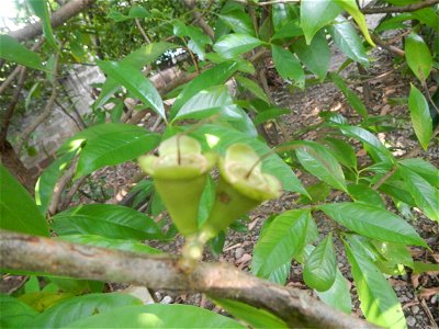 Aven's Nature Farm Artemio G. Veneracion President of ARaMP, Inc. in Barangays Santa Barbara, 14°56'21"N 120°53'25"E Baliuag, Bulacan, Bulacan (Note: Judge Florentino Floro, the owner, to repeat, Dono