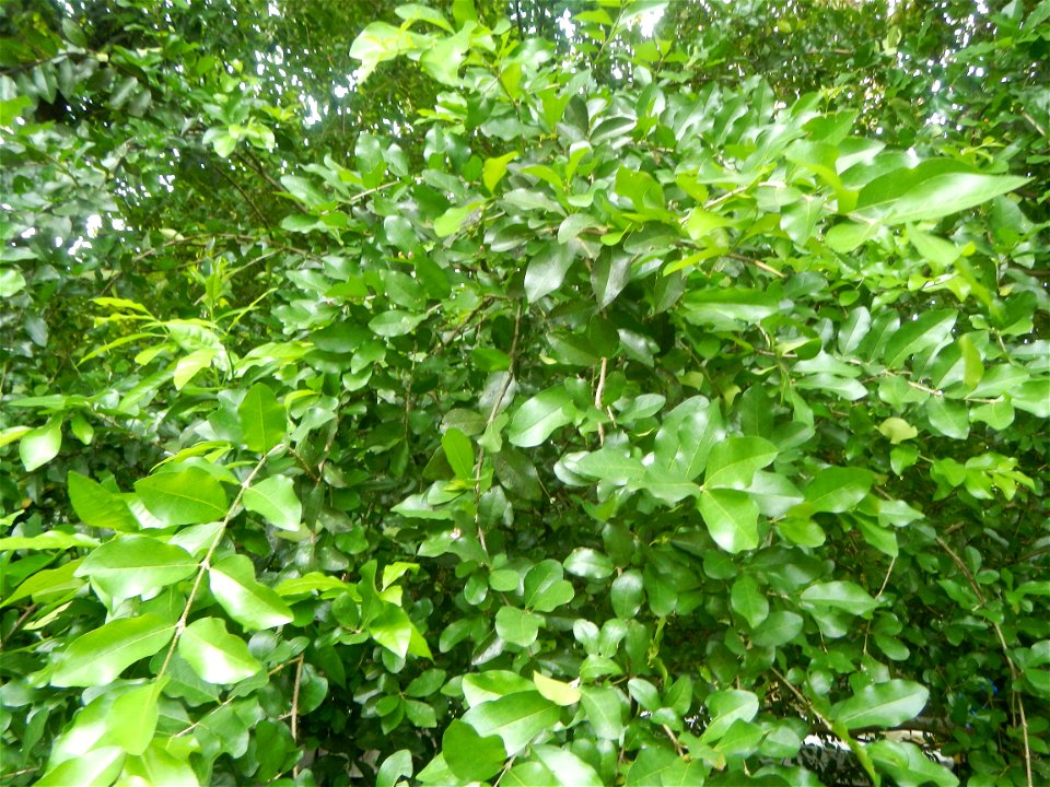 Aven's Nature Farm Artemio G. Veneracion President of ARaMP, Inc. in Barangays Santa Barbara, 14°56'21"N 120°53'25"E Baliuag, Bulacan, Bulacan (Note: Judge Florentino Floro, the owner, to repeat, Dono