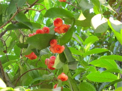 champakka..water apple