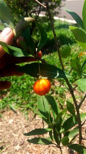 Fruit of pitanga-do-cerrado (Eugenia pitanga Kiaersk.), A shrub! Do not confuse with Eugenia uniflora L .. Photo taken in Assis-SP / Brazil.