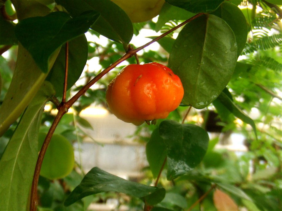 Eugenia uniflora, picture taken at the Botanische tuin TU Delft in Delft, The Netherlands