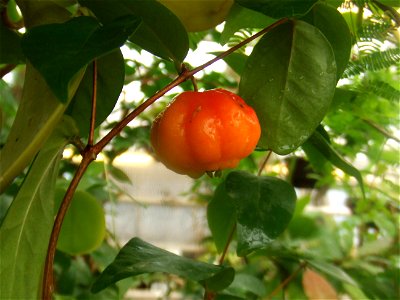 Eugenia uniflora, picture taken at the Botanische tuin TU Delft in Delft, The Netherlands