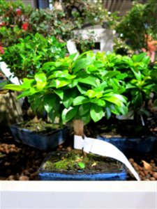 Eugenia uniflora shaped as bonsai in a garden centre in France. Identified by botanic label. 5-6 years old.