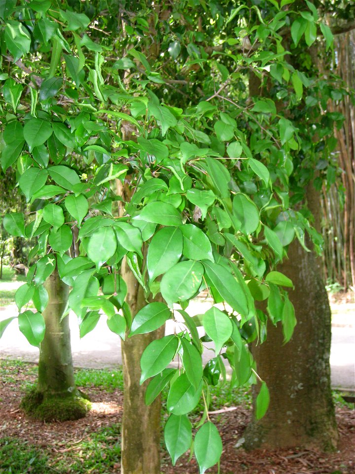 Eugenia uniflora in the Jardim Botânico de São Paulo, São Paulo City, SP, Brazil.