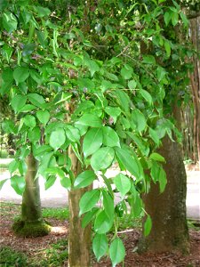 Eugenia uniflora in the Jardim Botânico de São Paulo, São Paulo City, SP, Brazil.