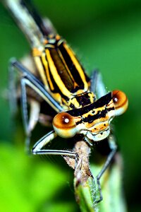 Macro dragonflies nature